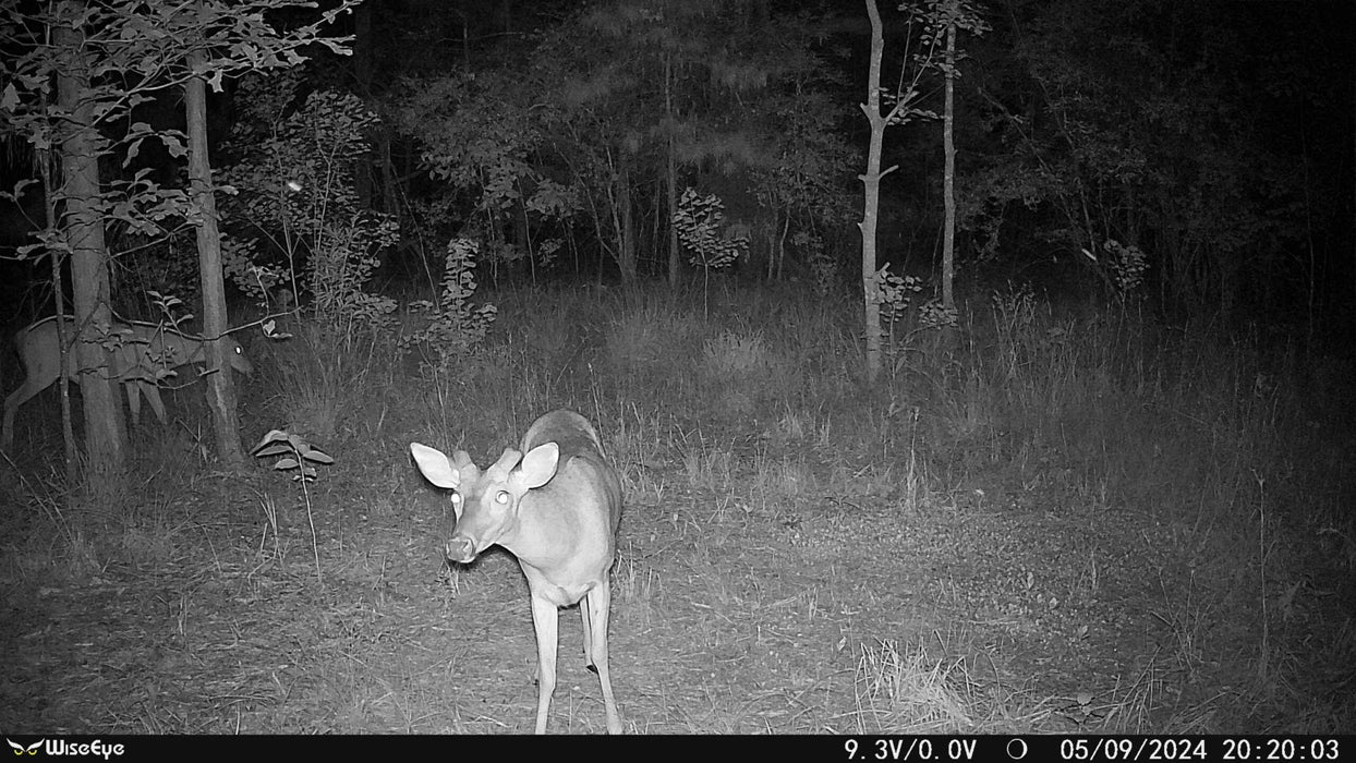 WiseEye Mini Cam Trail Camera MC-2 Compact and High