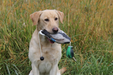 HuntEmUp Premium Duck Dog Training Dummy Mallard Bumper for Retrievers