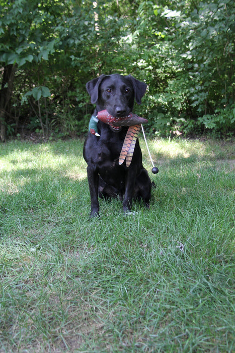 HuntEmUp Pheasant Dog Training Scent Injection Kit for Retrievers